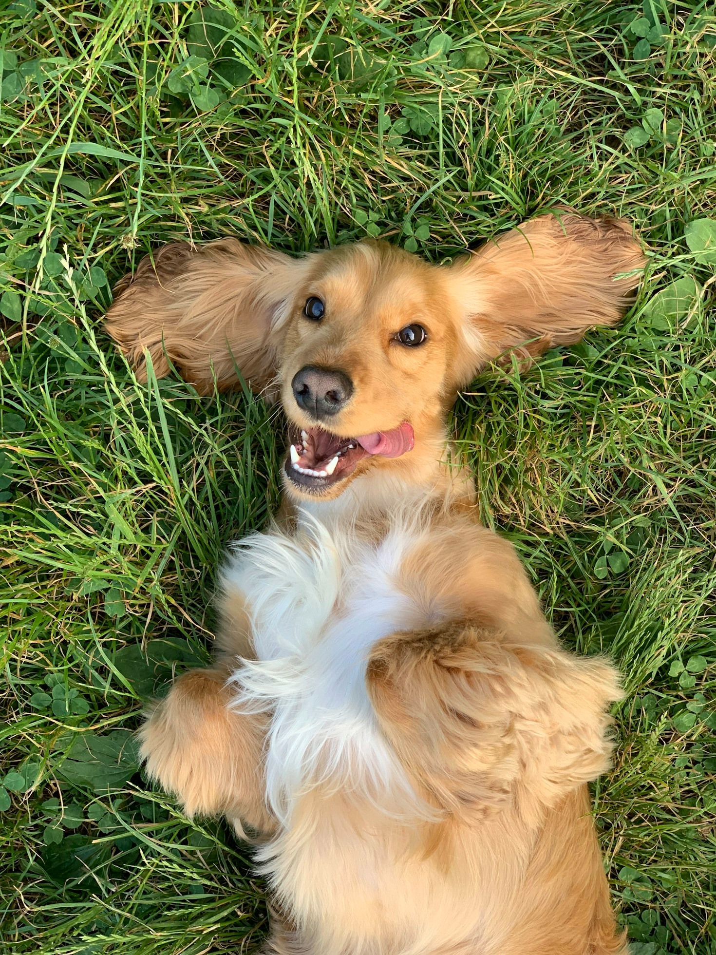 Guida pratica all’aromaterapia per i proprietari di cani